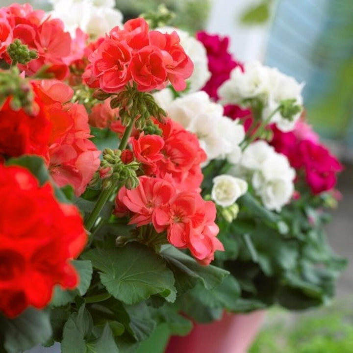 Flower Seeds, Seeds,Seeds For Planting,Plant Seeds