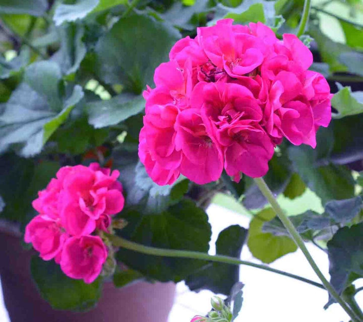 Geranium Flores Flower Seeds for Planting Pink – Drought Tolerant, Heirloom, Non-GMO, High Germination Organic Seeds