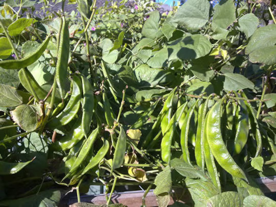 Green Pod Seeds for Planting – Heirloom Non-GMO Nutritious Vegetable Seeds with High Germination for Organic Gardens