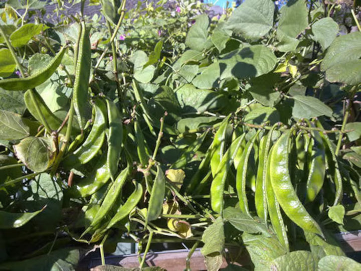 Green Pod Seeds for Planting – Heirloom Non-GMO Nutritious Vegetable Seeds with High Germination for Organic Gardens