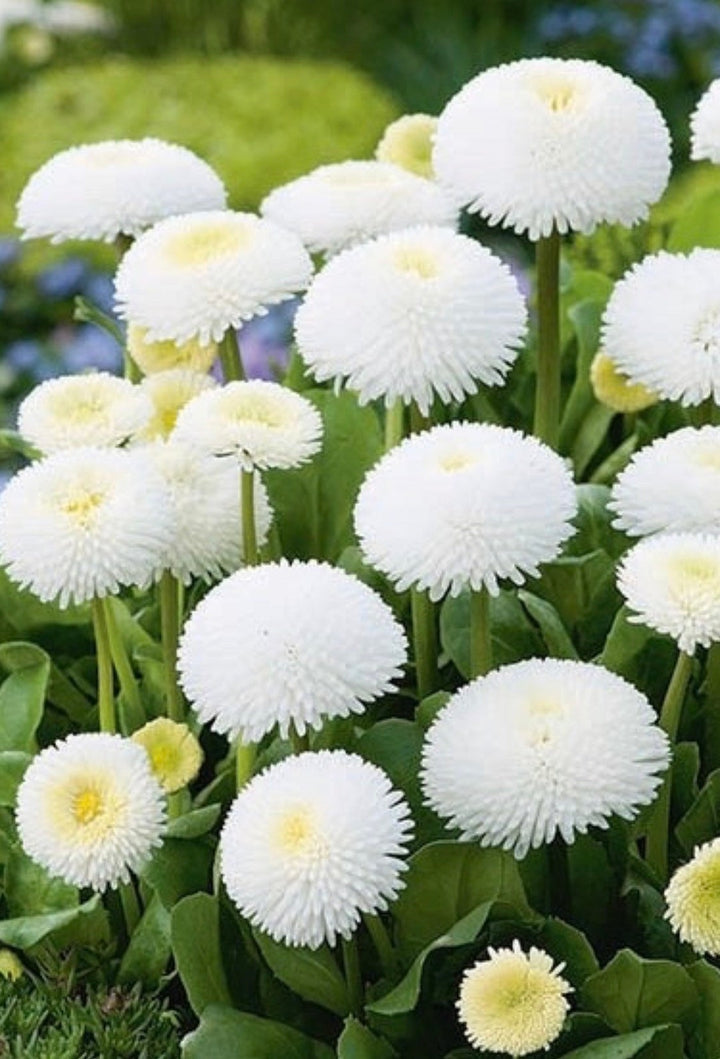 Flower Seeds, Seeds,Seeds For Planting,Plant Seeds