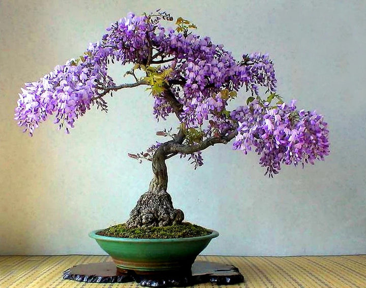 Violet Simsii Bonsai Flower Seeds for Planting - Heirloom, Non-GMO, Organic Garden Seeds, High Germination