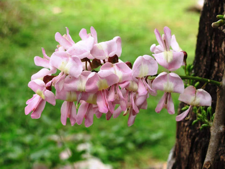 Fresh Gliricidia Maculata Madre de Cacao Flower Seeds for Planting – Heirloom, Non-GMO, High Germination