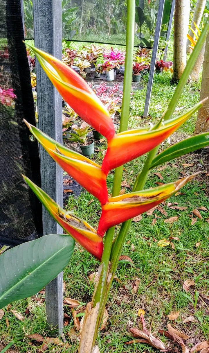 Heliconia Pogonantha Flower Seeds for Planting – Heirloom Non-GMO, High Germination Organic Garden Seeds