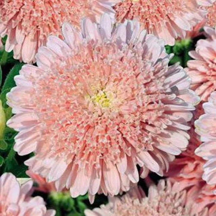 White Orange China Aster Flower Seeds for Planting – Heirloom, Non-GMO, Bright Blooms, High Germination