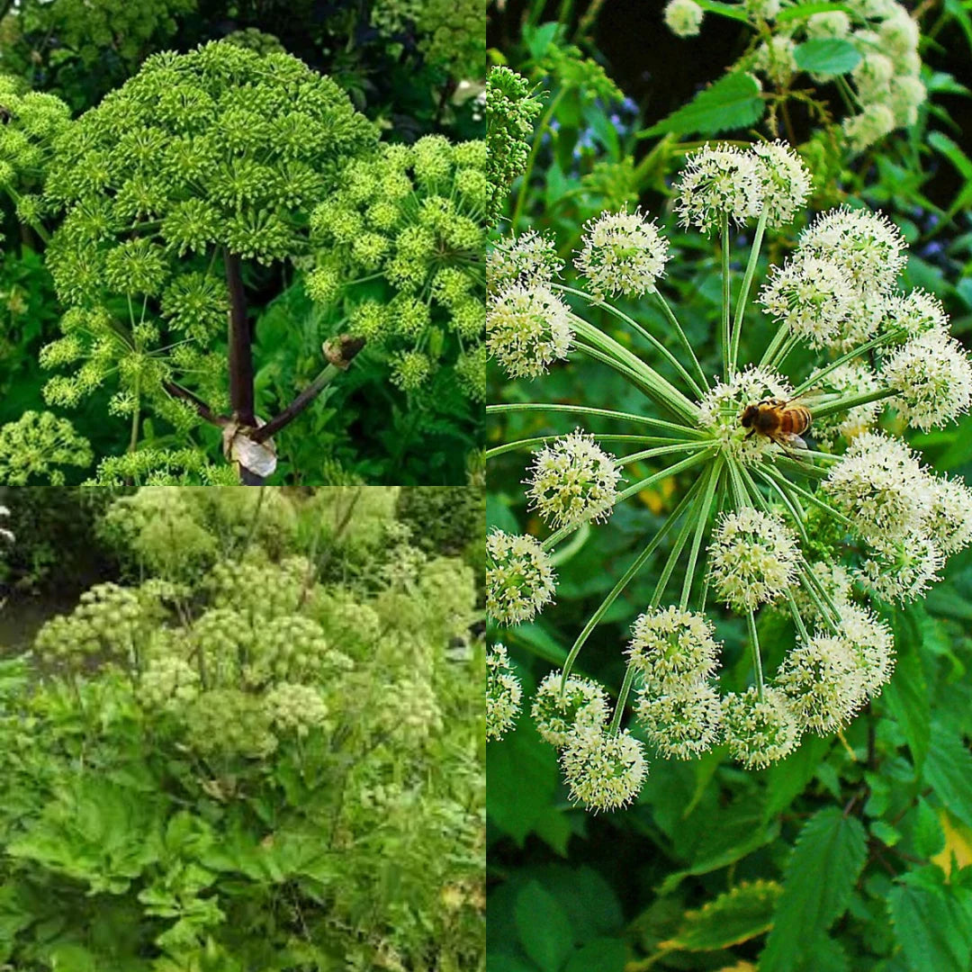 Angelica Herb Seeds for Planting – Heirloom, Non-GMO, Organic Medicinal Garden Seeds with High Germination
