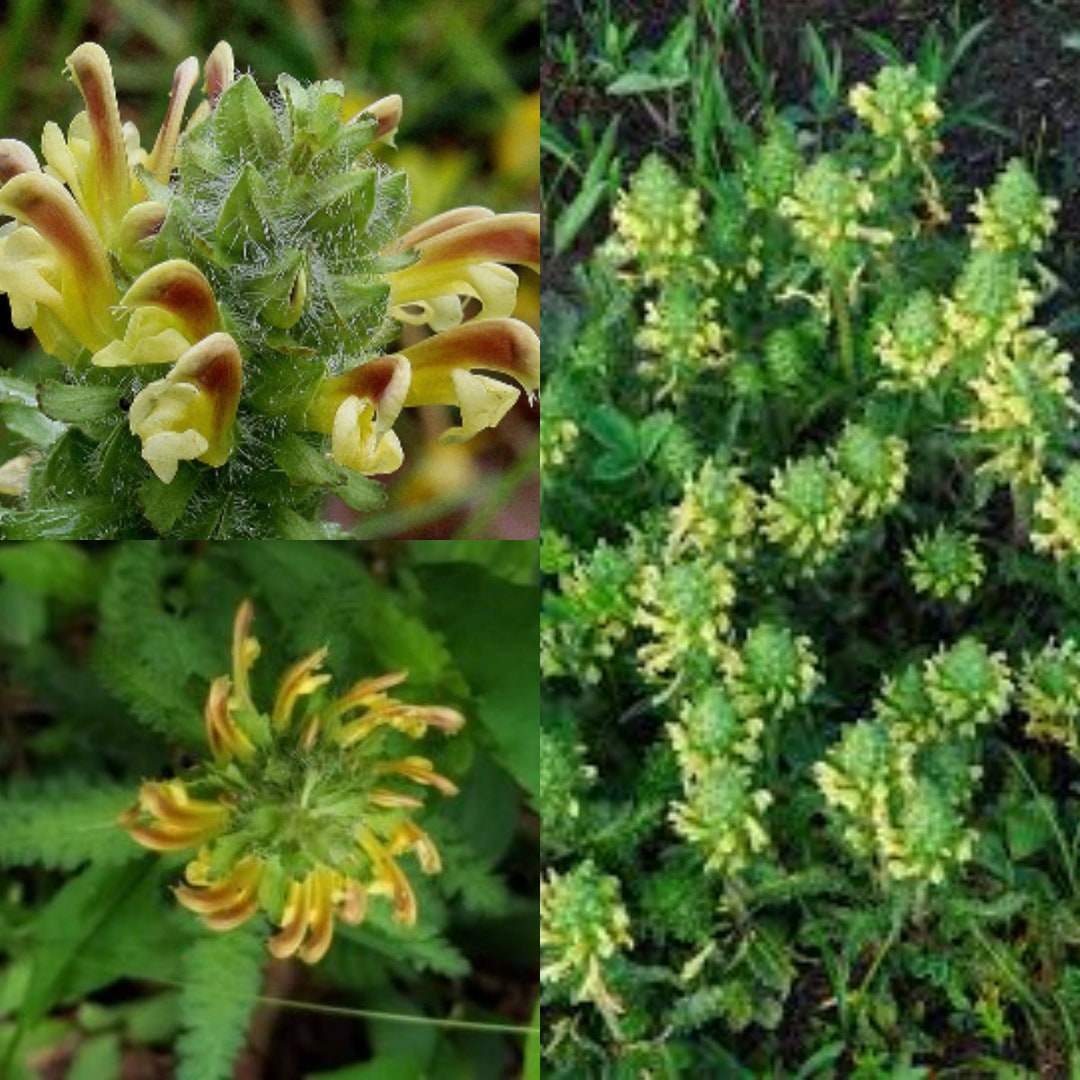 Flower Seeds, Seeds,Seeds For Planting,Plant Seeds