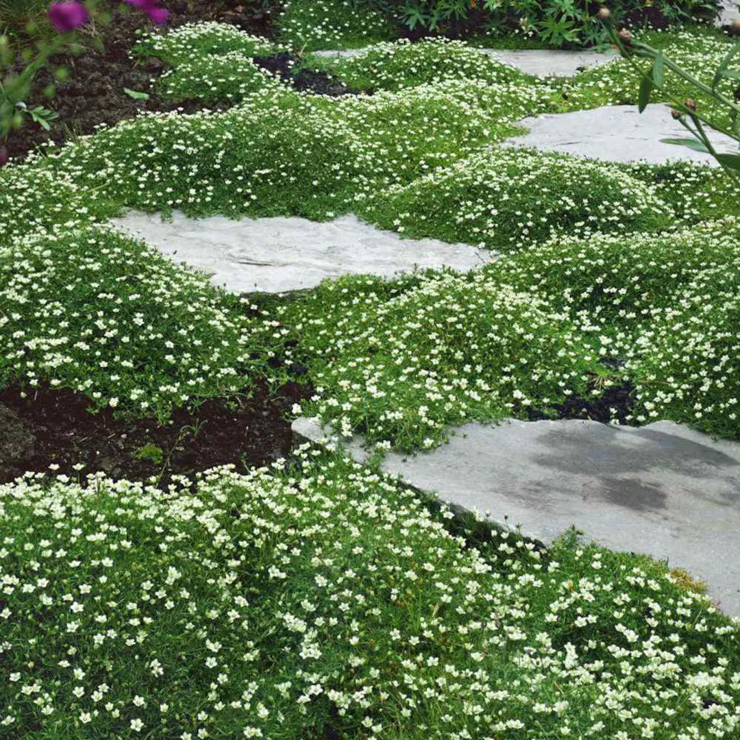 Sagina Subulata Flower Seeds for Planting – Heirloom, Non-GMO, High Germination Garden Seeds
