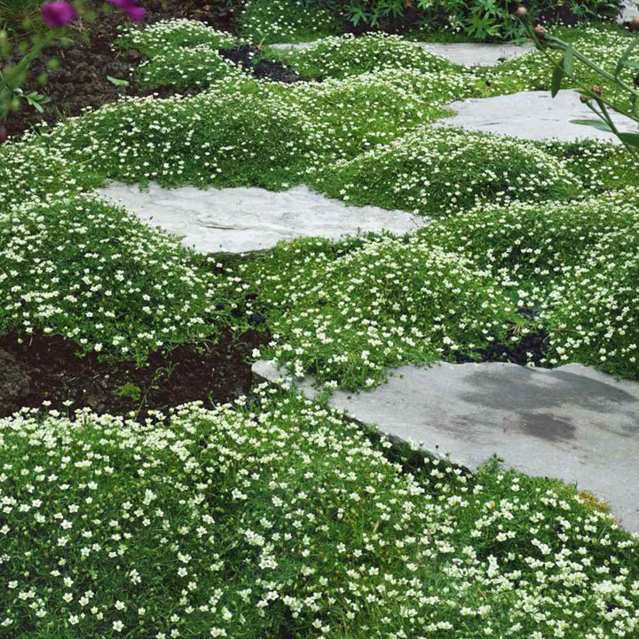 Sagina Subulata Flower Seeds for Planting – Heirloom, Non-GMO, High Germination Garden Seeds