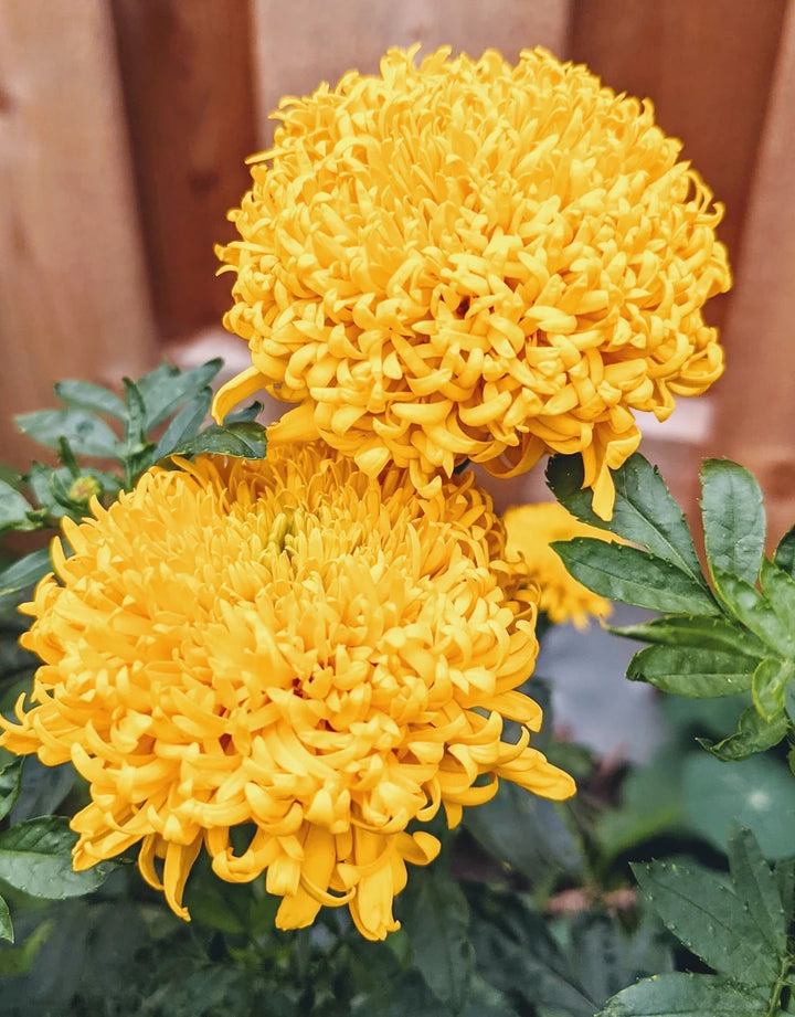 Russian Marigold Flower Seeds for Planting – Heirloom Non-GMO Organic Garden Seeds, High Germination