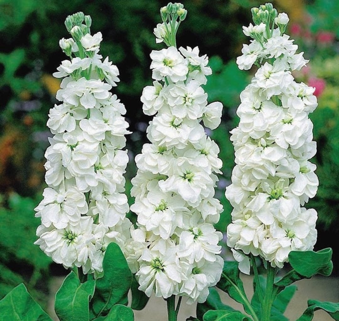 White Mini Matthiola Incana Flower Seeds for Planting – Heirloom, Non-GMO, High Germination Garden Seeds