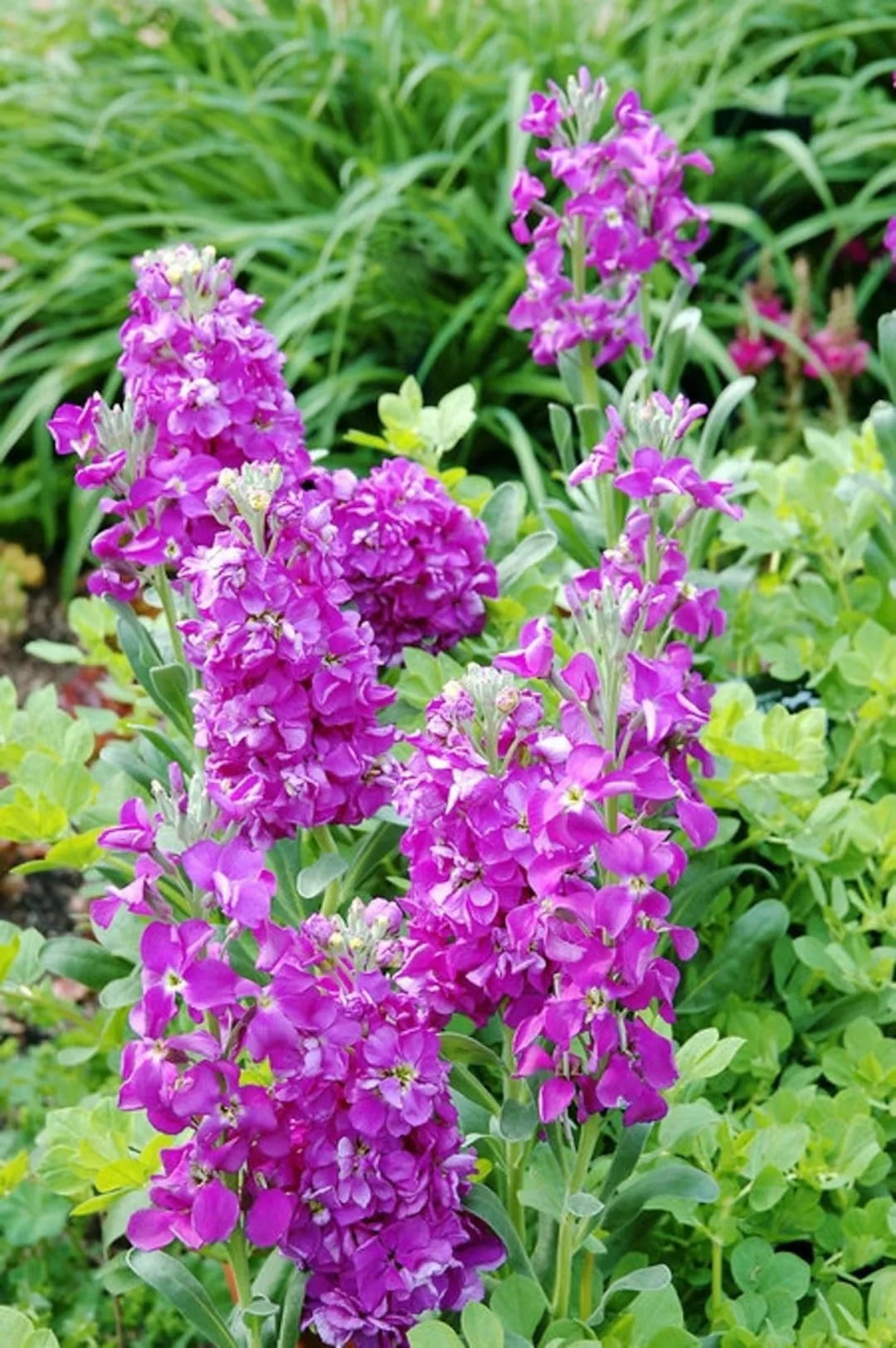 Mini Matthiola Incana Seeds for Planting Dark Violet – Heirloom, Non-GMO, High Germination Organic Garden Seeds