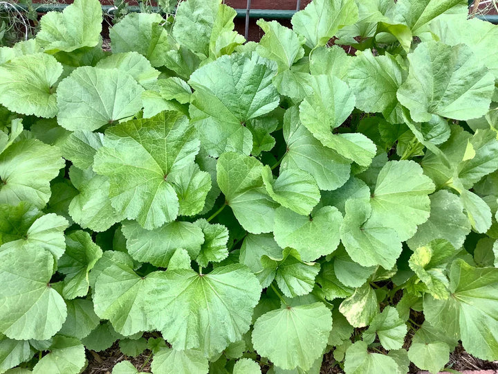 Mallow Vegetable Seeds for Planting – Heirloom & Non-GMO, High Germination Organic Seeds for Edible & Ornamental Gardens