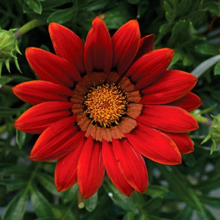 Gazania Flower Seeds for Planting Dark Red – Fragrant Blossoms, Heirloom, Non-GMO, High Germination Organic Garden Seeds