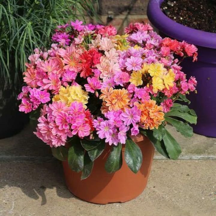 Mixed Lewisia Flower Seeds for Planting – Heirloom, Non-GMO, High Germination Organic Garden Seeds