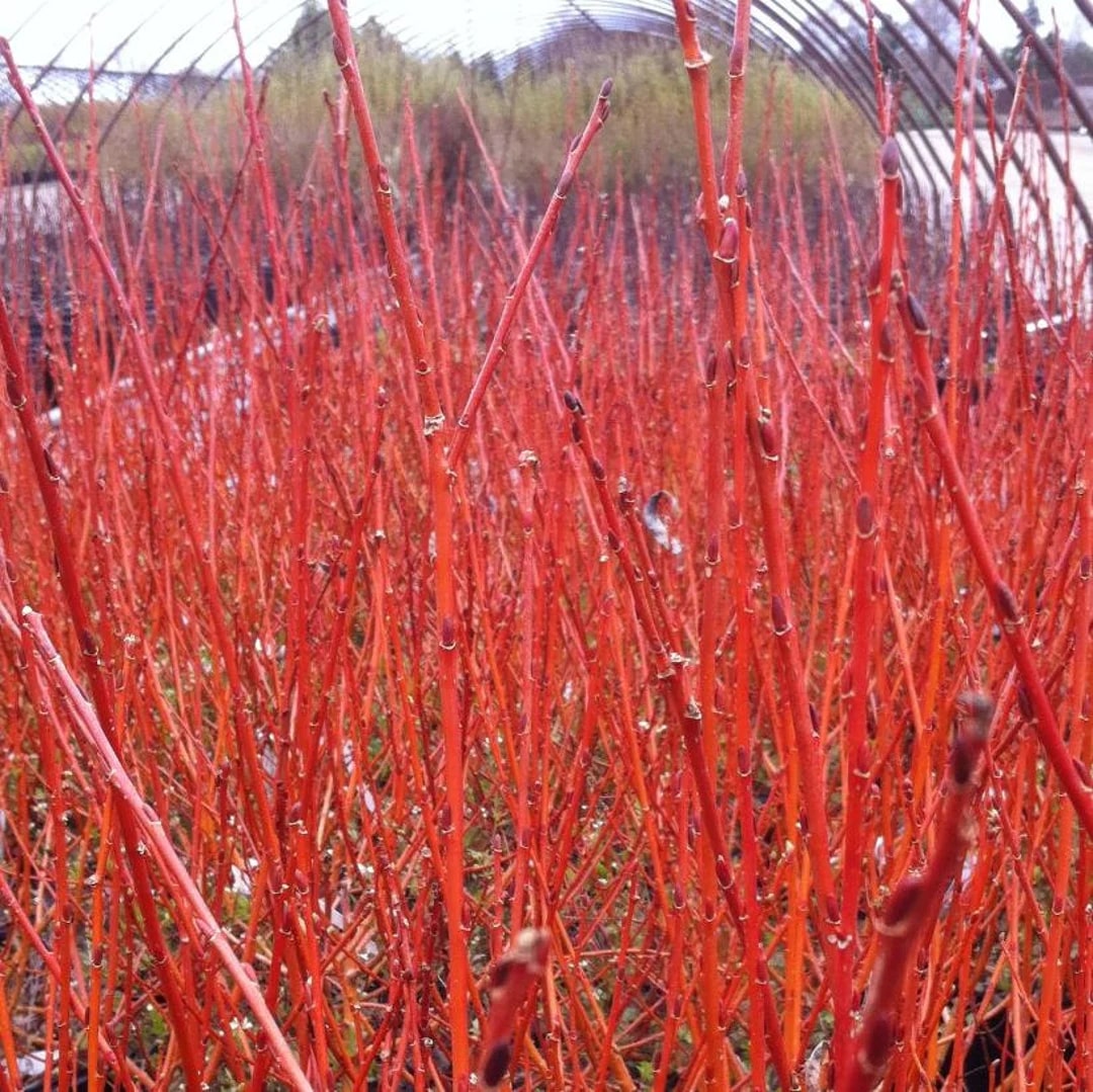 Flame Willow Flower Seeds for Planting – Shade Tolerant Heirloom Non-GMO, High Germination Organic Garden Seeds