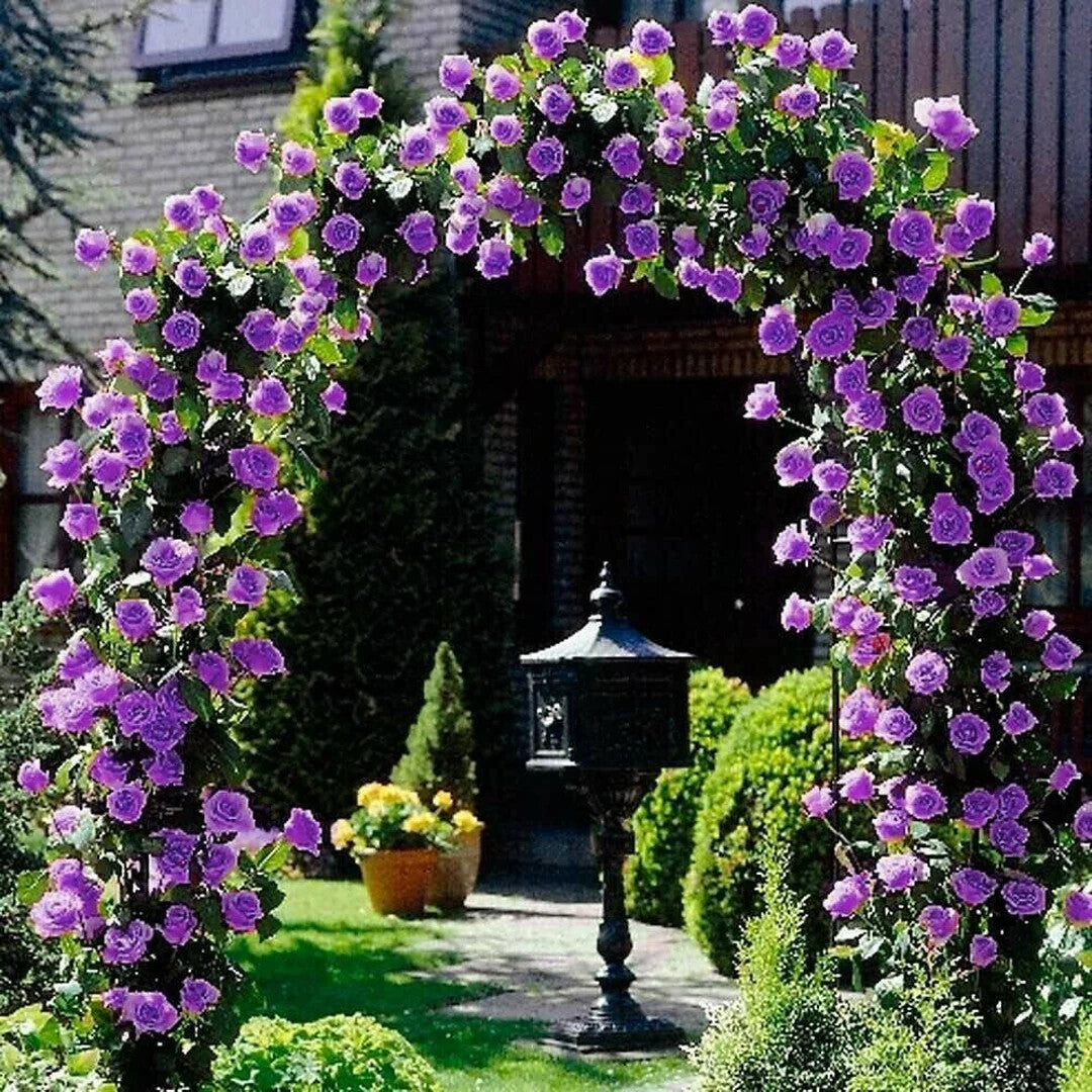 Purple Climbing Rose Flower Seeds for Planting – Heirloom Non-GMO, High Germination Organic Garden Seeds