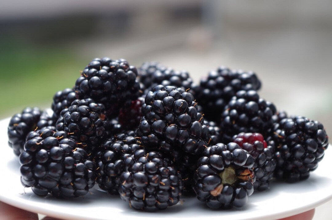 Dewberry Blackberry Seeds – Heirloom Non-GMO Pollinator-Friendly Garden Planting