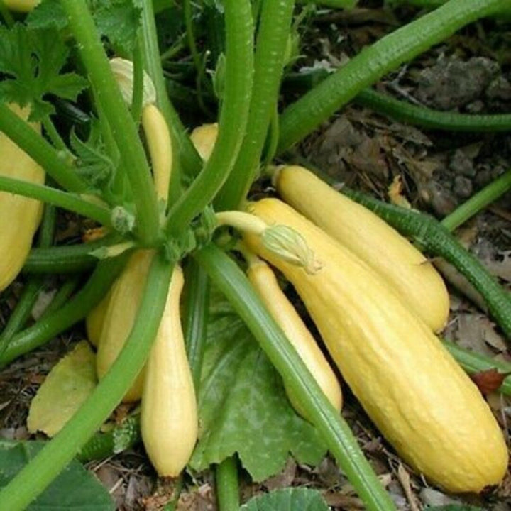 Straightneck Summer Squash Seeds for Planting – Heirloom, Non-GMO, Productive Vegetable – High Germination