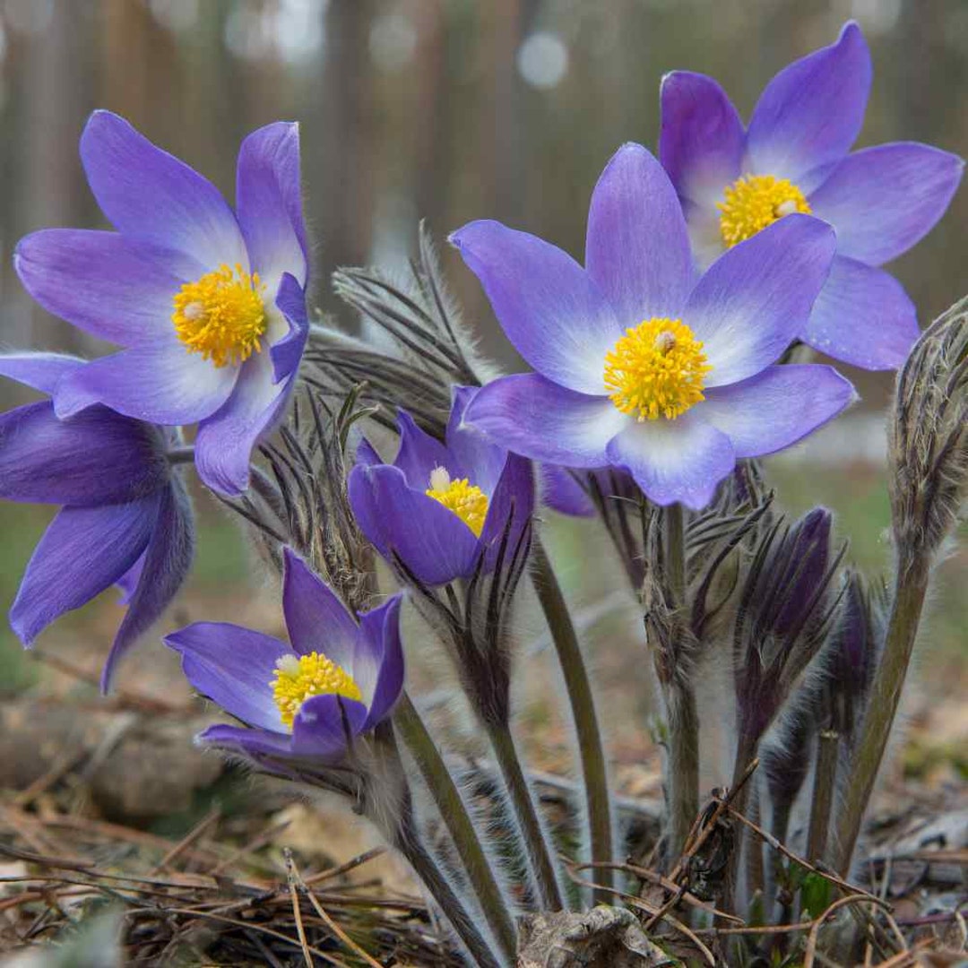 Pulsatilla Flower Seeds for Planting – Hardy Perennial, Early Spring Blooms