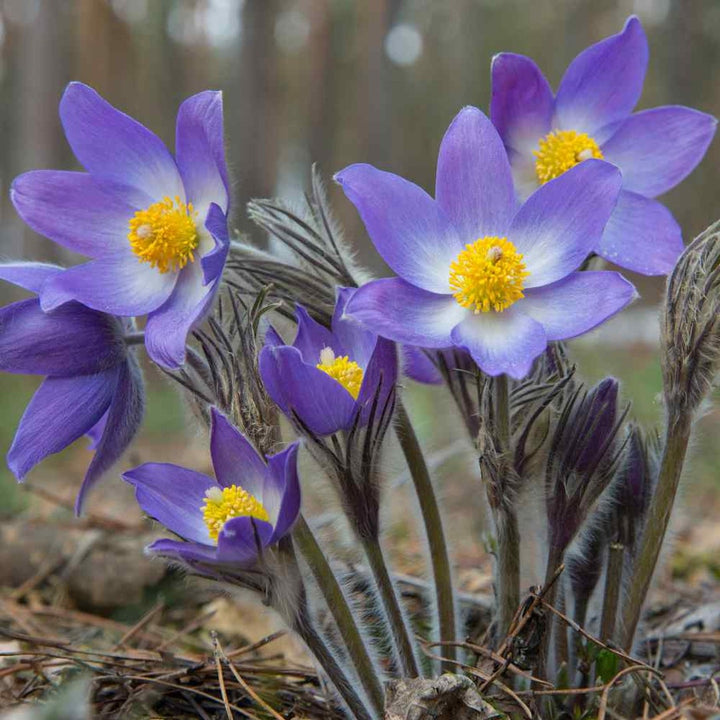 Pulsatilla Flower Seeds for Planting – Hardy Perennial, Early Spring Blooms