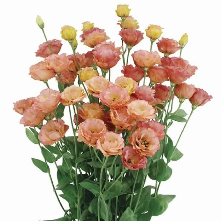 Orange Light Pink Eustoma Flower Seeds for Planting | Heirloom Non-GMO High Germination