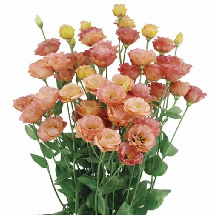 Orange Eustoma Lisianthus Flower Seeds for Planting, Heirloom Non-GMO Organic Garden Seeds