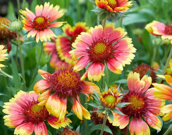 Flower Seeds, Seeds,Seeds For Planting,Plant Seeds