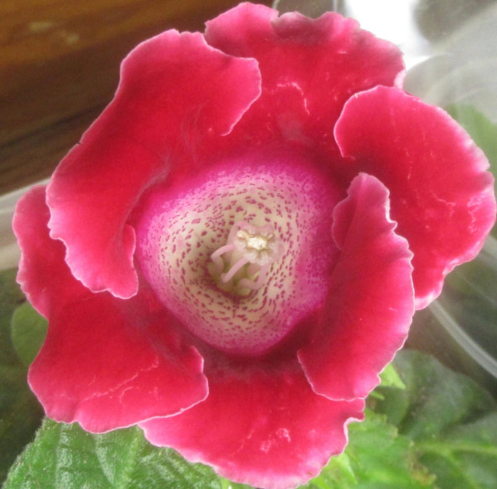 Red Brazilian Gloxinia Flower Seeds for Planting – Heirloom, Non-GMO, Cut Flower Favorite, High Germination