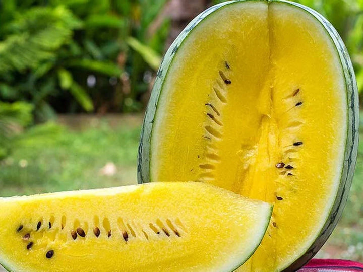 Golden Honey Watermelon Fruit Seeds for Planting – Heirloom Non-GMO Sweet Refreshing Organic Garden Seeds
