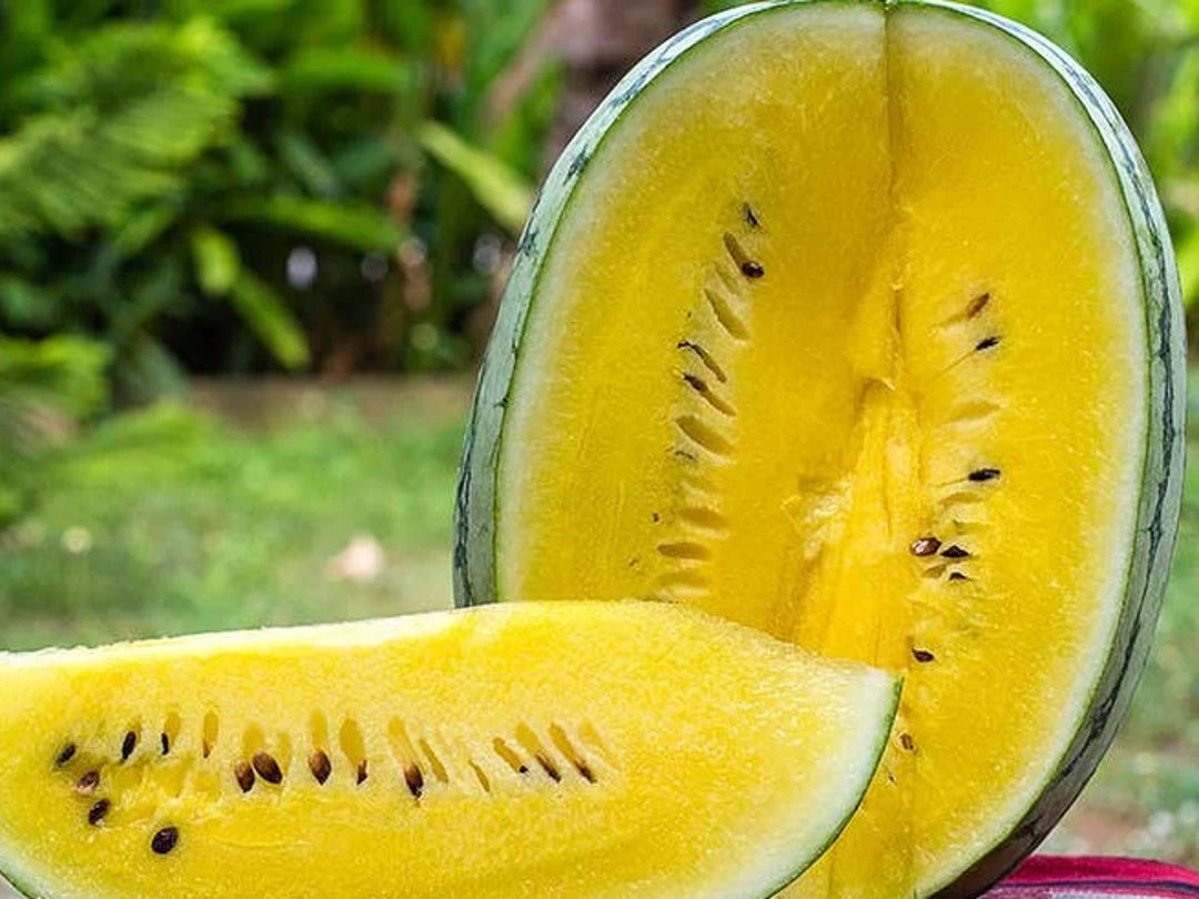 Golden Honey Watermelon Fruit Seeds for Planting – Heirloom Non-GMO Sweet Refreshing Organic Garden Seeds