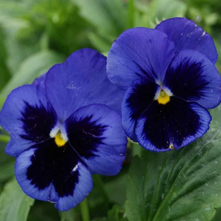 Dark Blue Pansy Flower Seeds for Planting - Heirloom, Non-GMO, High Germination Organic Garden Seeds