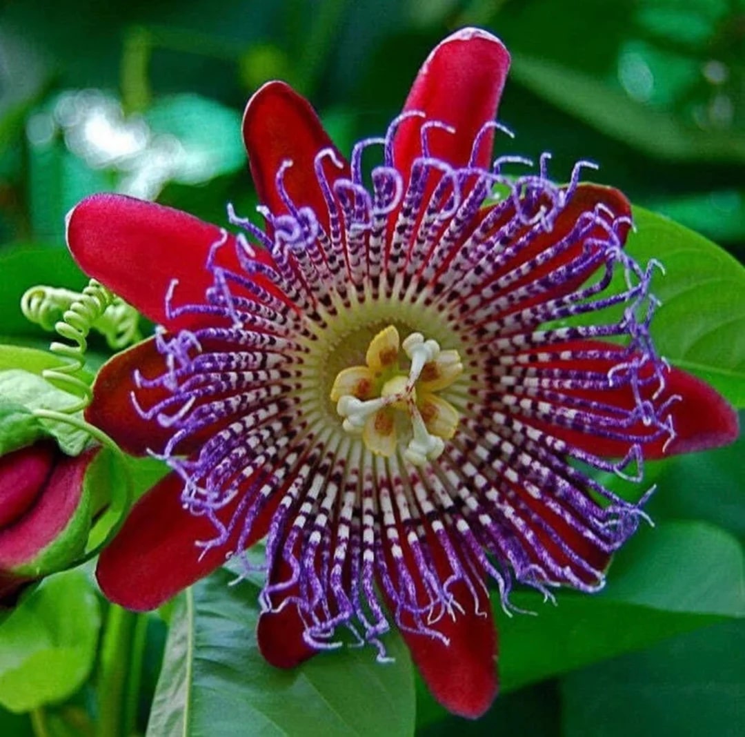 Passion Flower Seeds for Planting – Seasonal Bloomer, Heirloom Non-GMO, High Germination Organic Garden Seeds