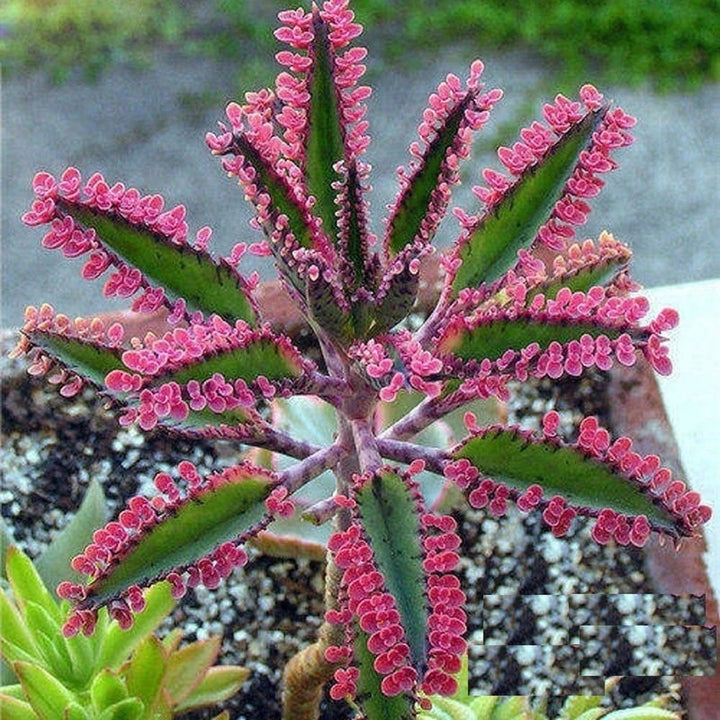 Brown Kalanchoe Bonsai Flower Seeds for Planting