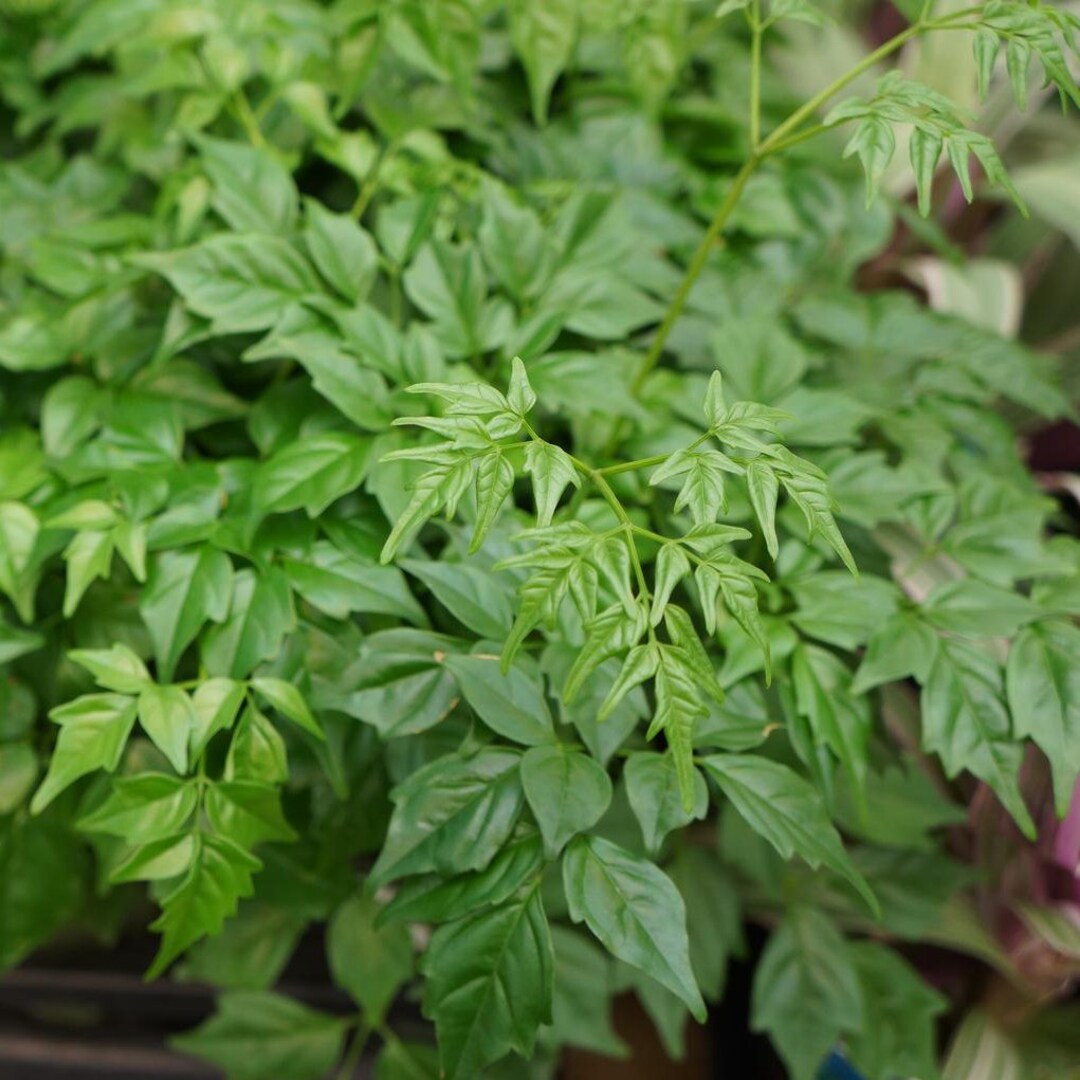 Green Radermachera Sinica Herb Seeds for Planting – Heirloom, Non-GMO, Organic Garden Seeds with High Germination