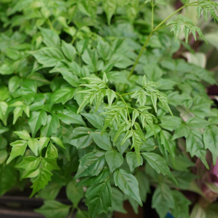 Green Radermachera Sinica Herb Seeds for Planting – Heirloom, Non-GMO, Organic Garden Seeds with High Germination