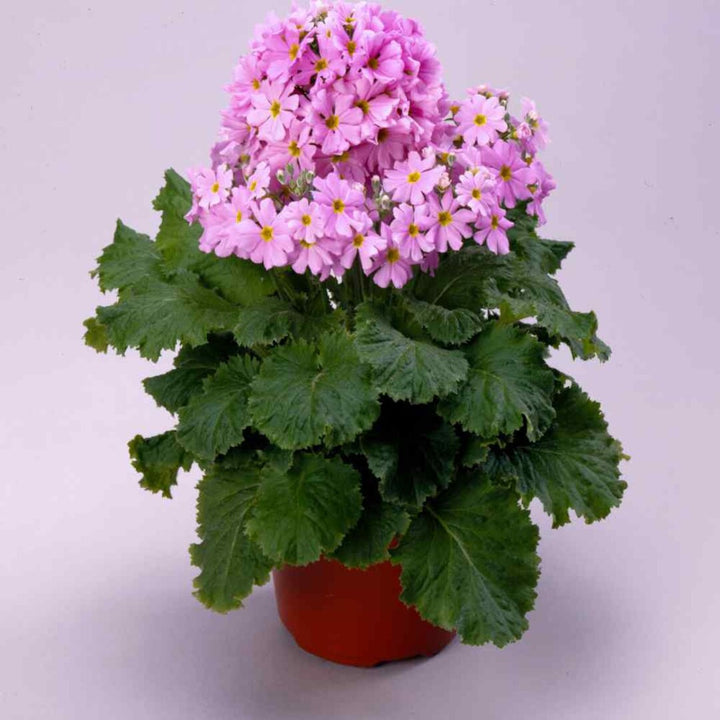 Pink Primula Malacoides Flower Seeds for Planting – Heirloom Non-GMO, High Germination Organic Garden Seeds