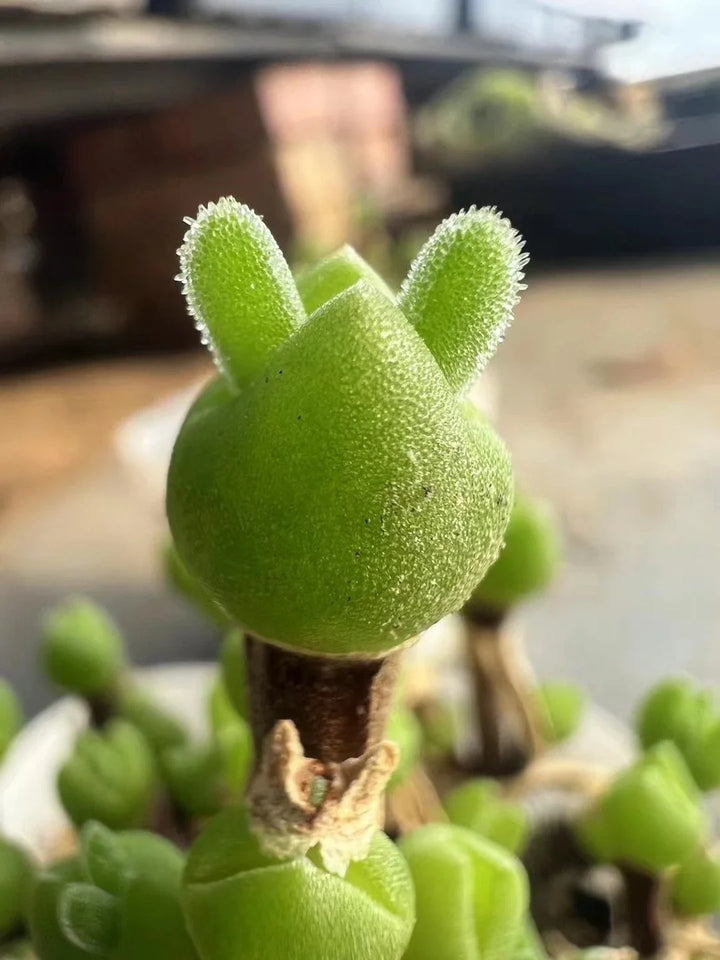 Flower Seeds, Seeds,Seeds For Planting,Plant Seeds