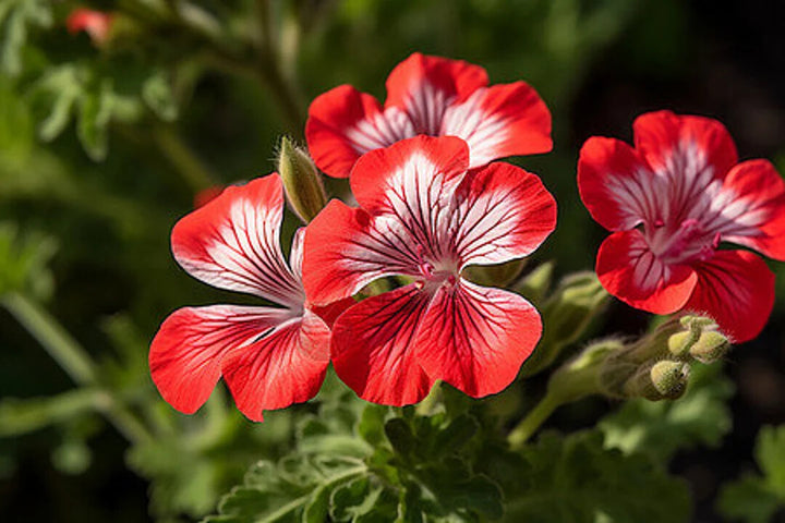 Light Red White Geranium Flower Seeds for Planting – Heirloom Non-GMO, High Germination Organic Garden Seeds