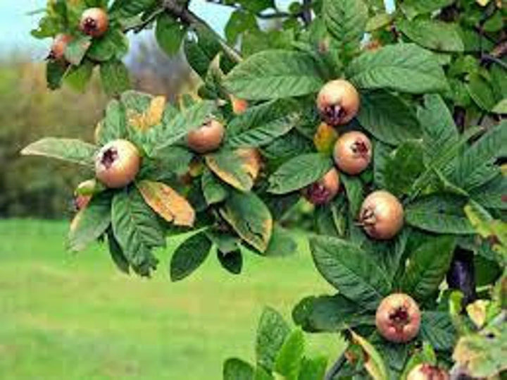 Mespilus Germanica Fruit Seeds for Planting – Heirloom, Non-GMO, Hardy Tart Fruit Tree Seeds