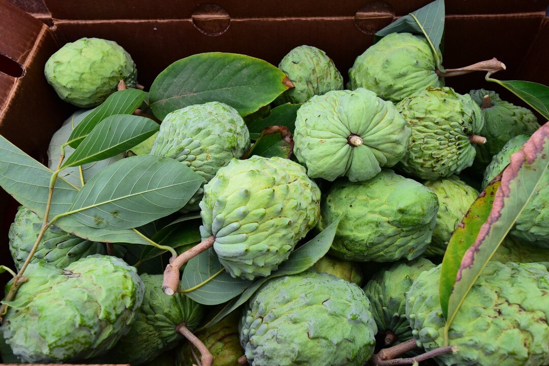 Chirimoya Roja fruit seeds for planting – Heirloom & Non-GMO garden seeds, sweet tropical fruit for home gardens