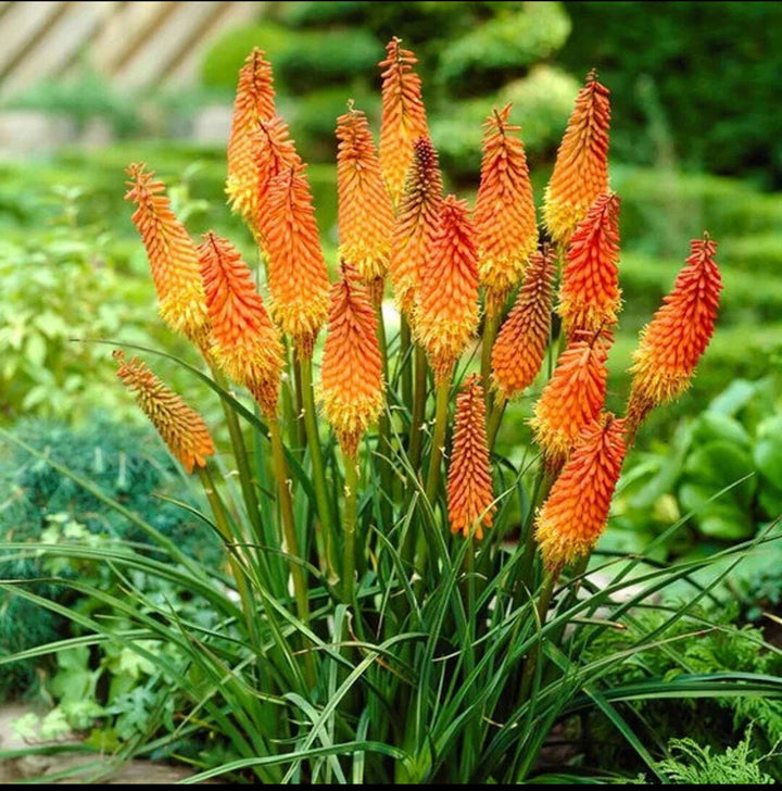 Flower Seeds, Seeds,Seeds For Planting,Plant Seeds