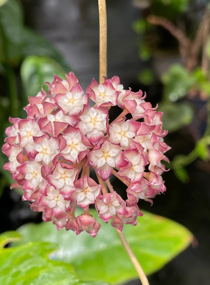Peach Hoya Flower Seeds – Cut Flower Favorite, Heirloom & Non-GMO Seeds for Planting Home Garden