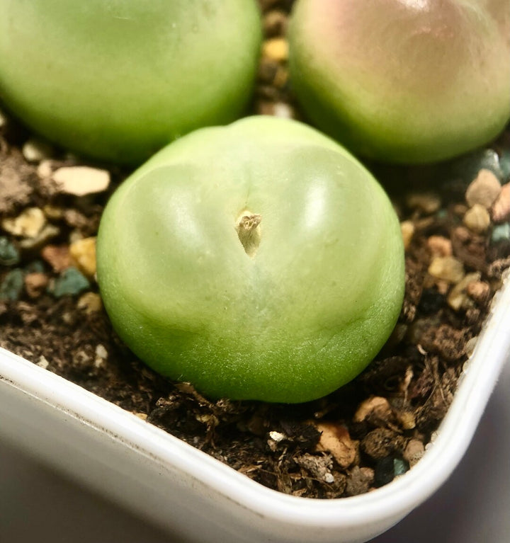 Conophytum Ratum Herb Seeds for Planting – Heirloom, Non-GMO Seasonal Essential Seeds for Gardens