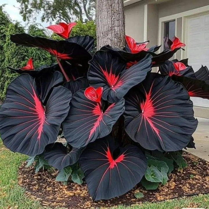Black Caladium Flower Seeds for Planting – Heirloom Non-GMO, High Germination Organic Garden Seeds