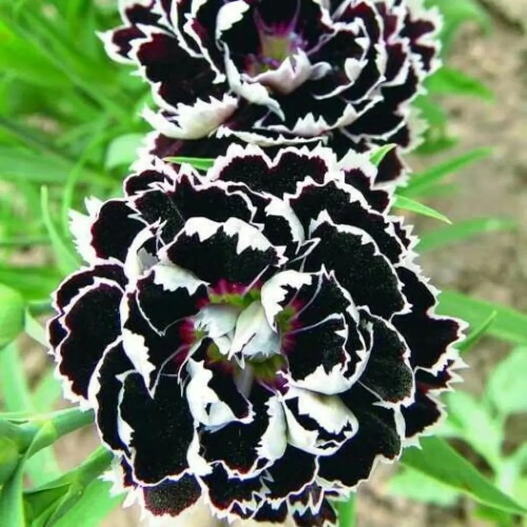Black White Carnation Flower Seeds for Planting | Heirloom Non-GMO Seeds for Home Garden