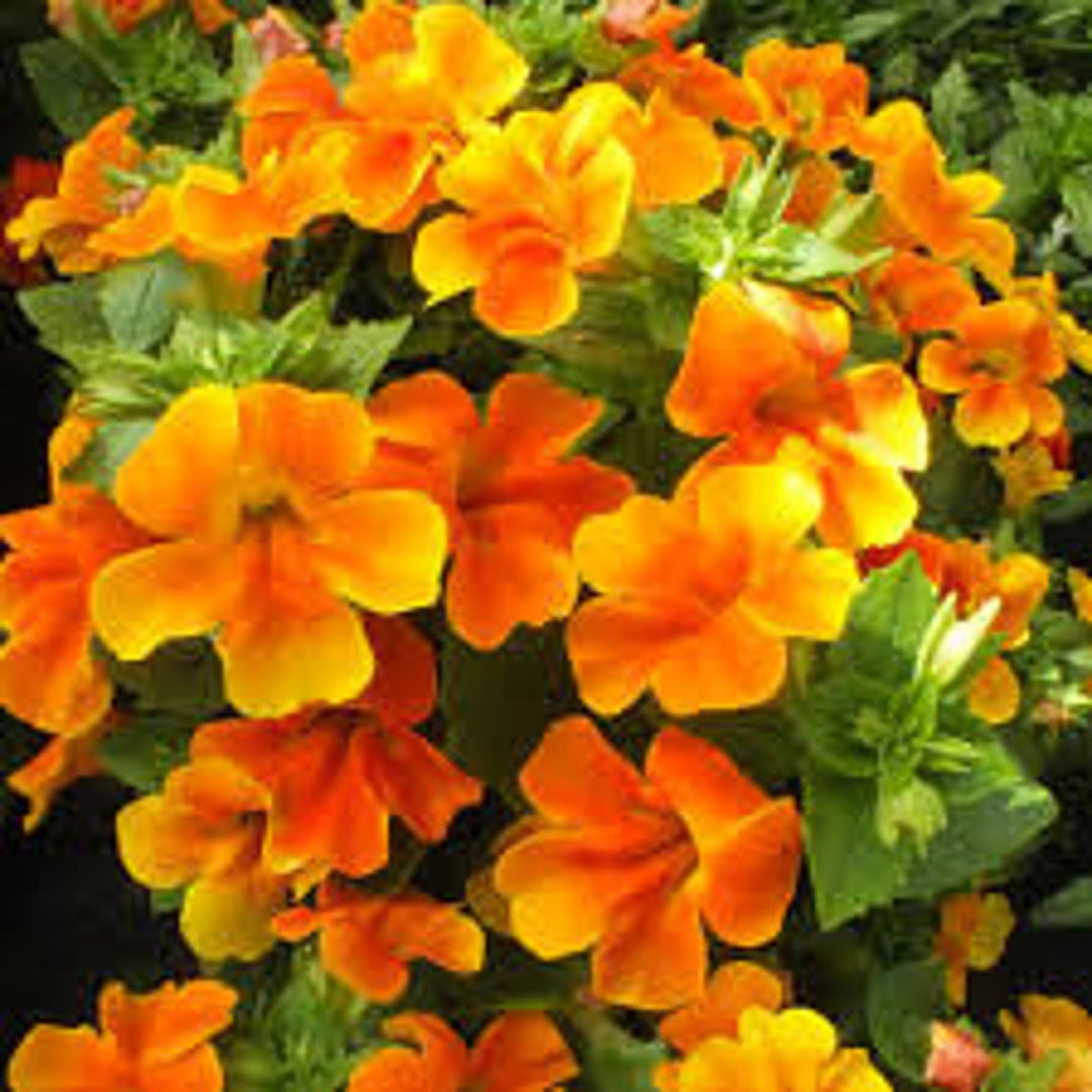 Orange Mimulus Flower Seeds for Planting – Heirloom, Non-GMO, Organic Garden Seeds, High Germination