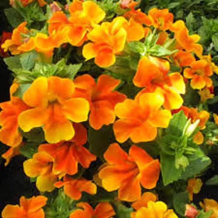 Orange Mimulus Flower Seeds for Planting – Heirloom, Non-GMO, Organic Garden Seeds, High Germination