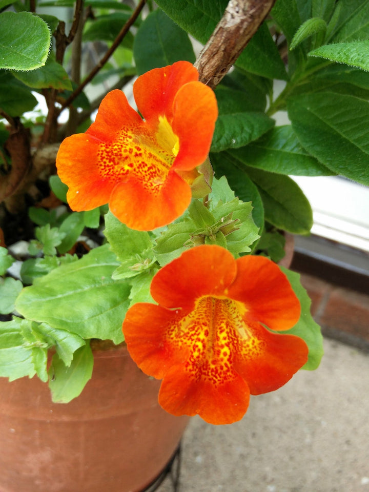 Orange Mimulus Flower Seeds for Planting – Heirloom, Non-GMO, Organic Garden Seeds, High Germination