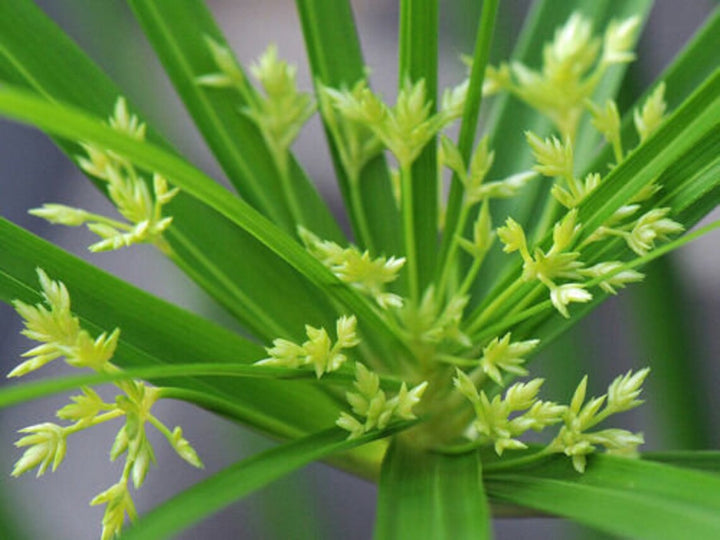 Green Cyperus Herb Seeds for Planting – Heirloom, Non-GMO, Organic Garden Seeds with High Germination